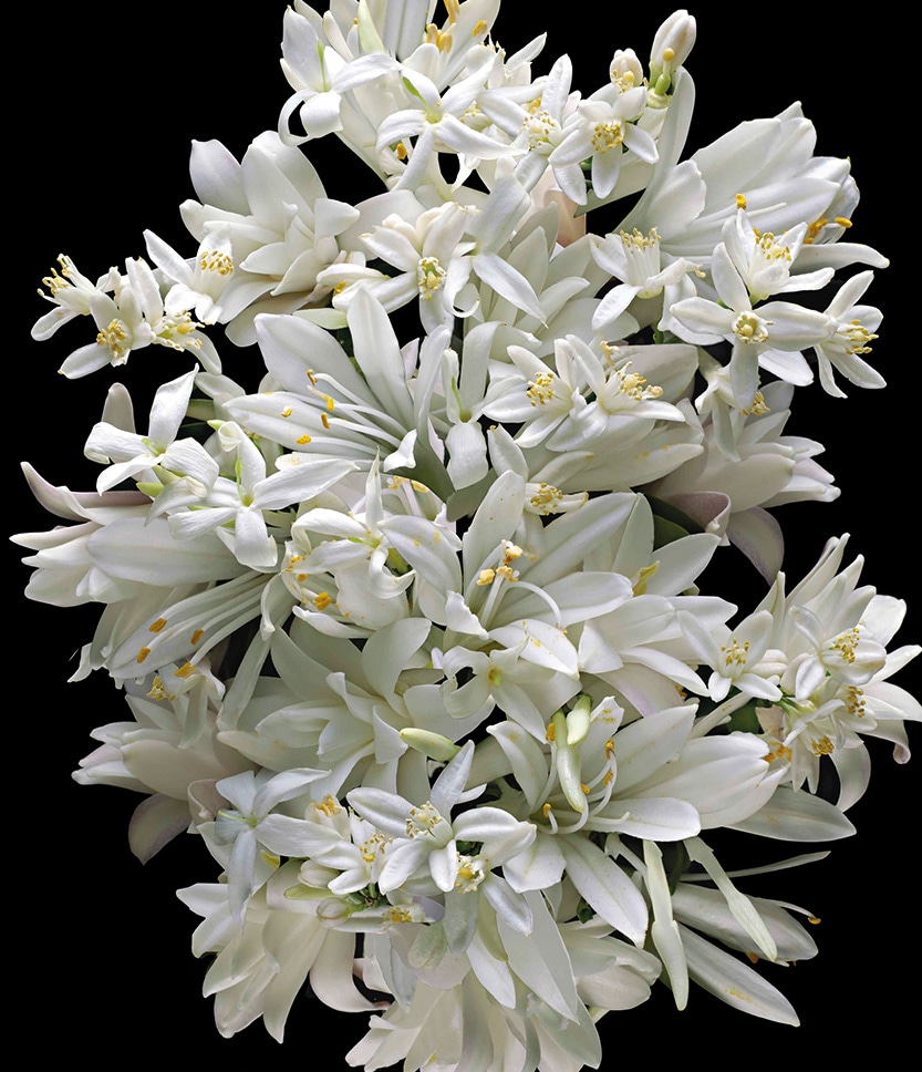 Good girl gone Bad by Kilian Extrême The Narcotics, 100 ml